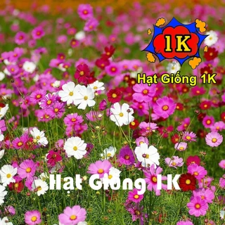 DEAL 1K - Hạt giống sao nháy Mix màu nhập khẩu nảy mầm 99%