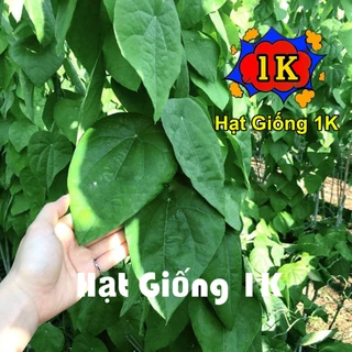 Hạt Giống Sương Sâm Lông - Gói 20 hạt - Tỷ lệ nảy mầm 90%