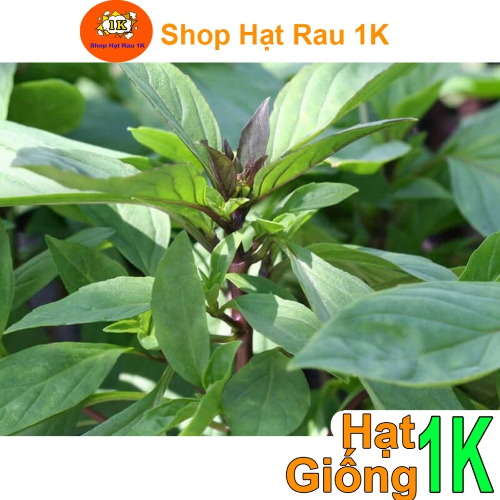 Deal 1K - 20 Hạt Giống Húng Quế Dễ Trồng (D1K-015) S1K