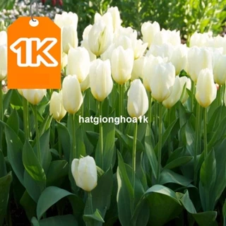 RẺ VÔ ĐỊCH  Bộ 5 Củ giống hoa tulip màu trắng ( Hoa đều đẹp, Hương thơm, Dễ trồng - Lâu phai )