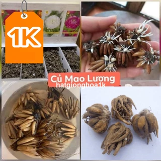 RẺ VÔ ĐỊCH  6 củ giống hoa hồng mao lương nhiều màu ( hoa hồng ri ba tư ) KNS224