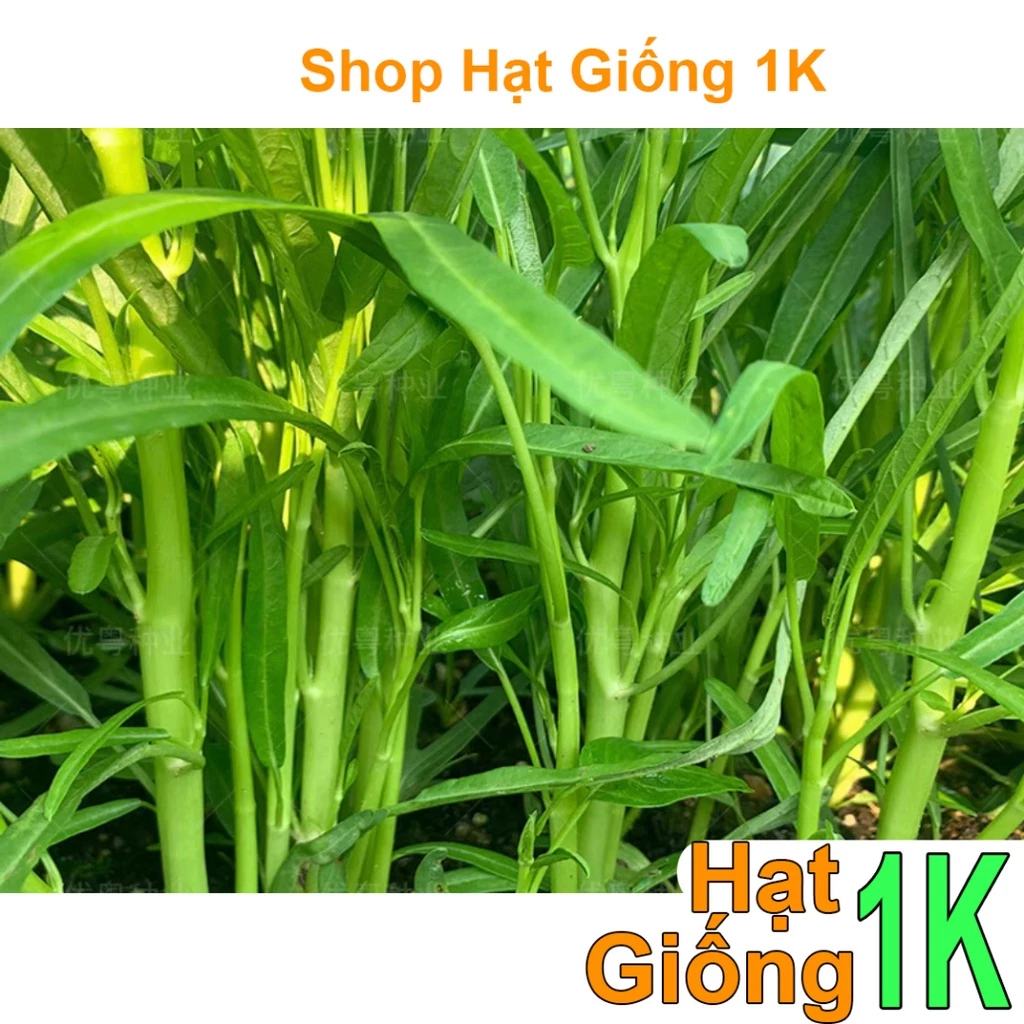 Gói 1KG Hạt giống rau muống ba chạc