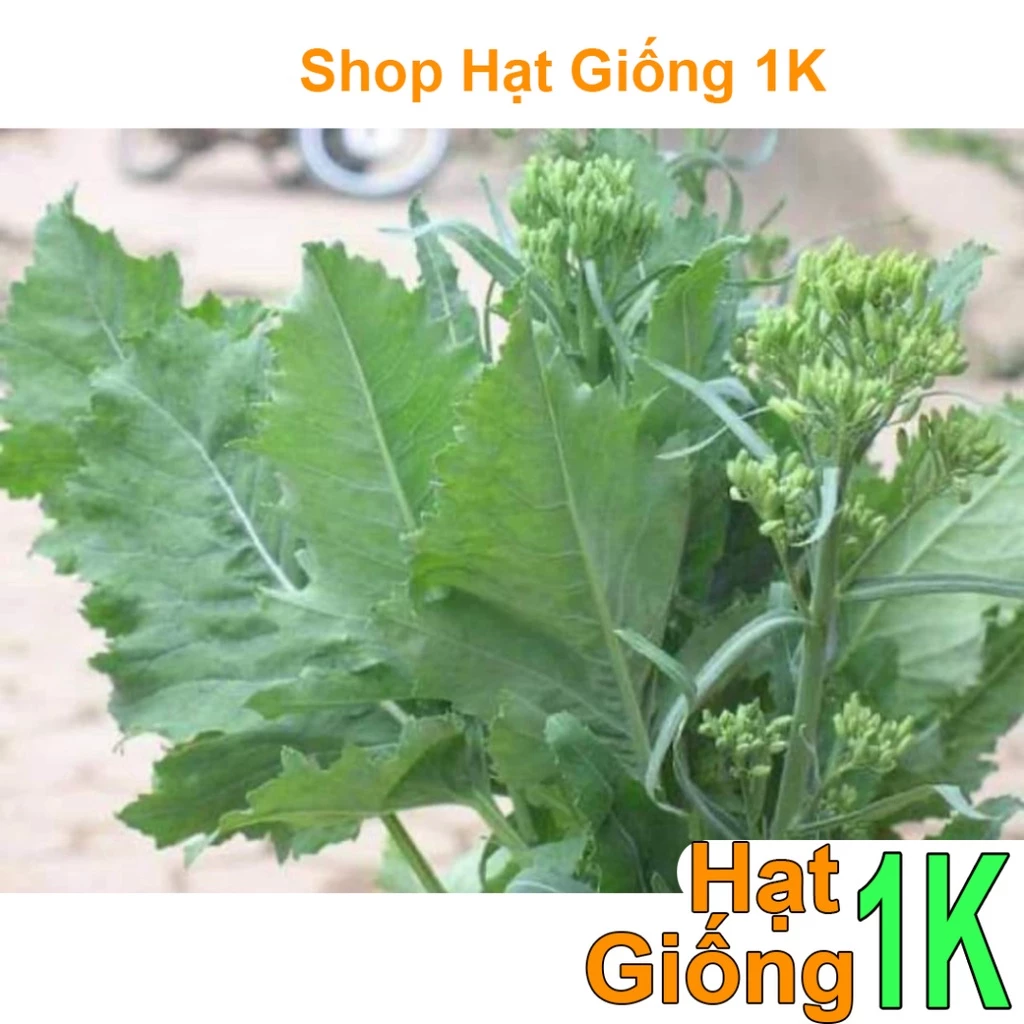 Hạt giống Cải ngồng su hào Sapa 15gram