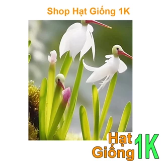 Hạt giống Hoa hạc Hải âu(1gói 200h đủ màu)