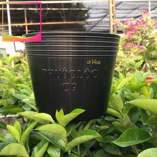 8cjj (Hàng dày) Chậu nhựa đen C9 (20x16 cm) trồng cây rất dày dặn
