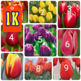 DEAL 1K CỦ GIỐNG HOA TULIP SĂN MẦM NHƯ HÌNH ( có đủ 9 màu hoa cho khách chon,)