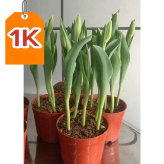 DEAL 1K CỦ HOA TULIP HÀ LAN SIZE TO 6-7 CM đa màu (RA HOA SAU 20-25 NGÀY)- CỦ TULIP TRỒNG ĐẤT VÀ CÓ MẦM SẴN _hoa tết 202