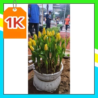 DEAL 1K Củ hoa Tulip đẹp trồng tết . Hoa Tulip (20-25 ngày nở) - khu chợ hạt giống TBD