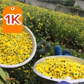 DEAL 1K [Gói 200 hạt] Hạt Giống Cúc Chi F1 Hoa Nở Siêu Đẹp & Dễ Trồng có khuyến mãi hướng dẫn