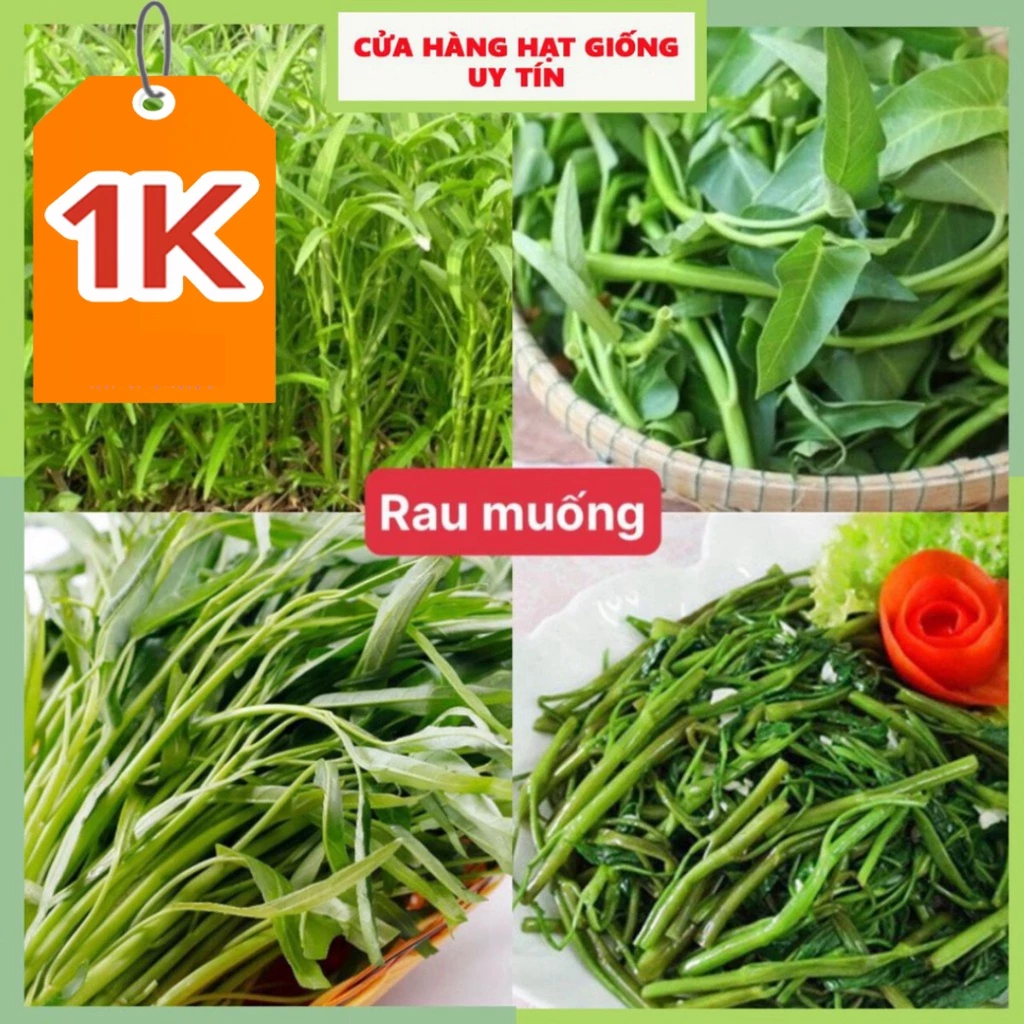 DEAL 1K Hạt giống rau muống F1 loại dễ trồng công suất cao kháng sâu bệnh (gói 500gram,1kg)