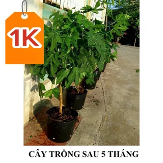 5 cành Cây giống rau Bina Chaya (Rau mì Chính) - Trồng sau 1 tháng là hái ăn được