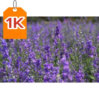 Hạt Giống Hoa Violet Tím Siêu Đẹp Dễ Trồng(Gói 100 Hạt)