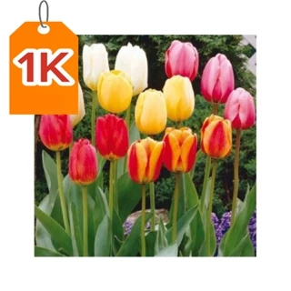 CỦ HOA TULIP NHIỀU MÀU( KHÁCH ĐƯỢC CHỌN MÀU)