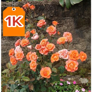 Shop 1K - Gói 20 hạt hoả hồng bụi thơm lùn siêu hoa mix f1