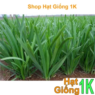 Hạt Giống Hẹ Cao Sản Japan (2 Gr) - [MUA 3 TẶNG 1 CÙNG LOẠI] - dưỡng chất , Thơm Ngon, Năng Suất