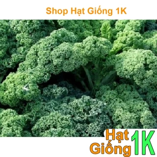 Hạt giống rau Cải xoan xanh Kale dể trồng f1--gói  20 hạt-tặng kèm gói phân bón lót