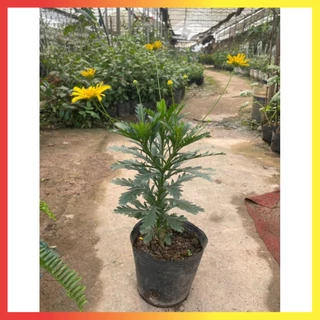 Cây hoa cúc gỗ thân tree cao 30-40cm