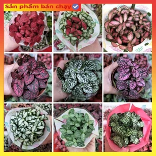 Cây cẩm nhung Fittonia, lá may mắn nhiều màu đẹp