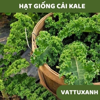 thecool21 Hạt Giống Rau Cải Kale - Cải Xoăn Xanh - Vattuxanh