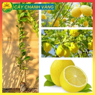 Cây chanh vàng Mỹ giống chuẩn F1, quả siêu to mọng nước thơm ngon