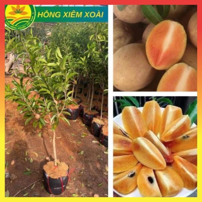 Cây Hồng Xiêm Xoài  Choai cao 1m-1,2m quả ngọt mát