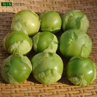 Hạt giống Thù Lù Xanh Khổng Lồ F1 (blue tomatillo) Nhập Mỹ nảy mầm 100%- 30 hạt (tầm bóp tây)