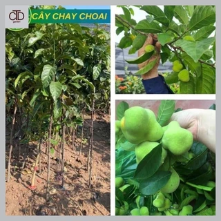 [RẺ VÔ ĐỊCH] Cây Chay Choai cao 1,2m- 1,4m vài tháng cho quả năng suất cao