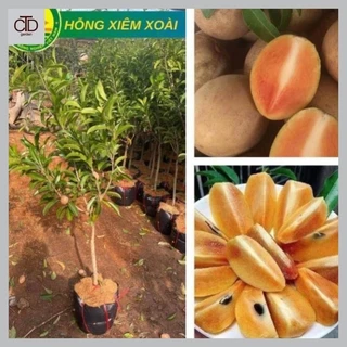 [RẺ VÔ ĐỊCH] Cây Hồng Xiêm Xoài  Choai cao 1m-1,2m quả ngọt mát