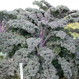 Gói 25 hạt giống cải kale tím Redbor - tỷ lệ nảy mầm 95% [Hạt giống Mỹ]