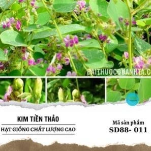 Hạt giống kim tiền thảo, Hạt giống cây thảo dược, Dễ trồng gói 50 hạt - Sunder Garden