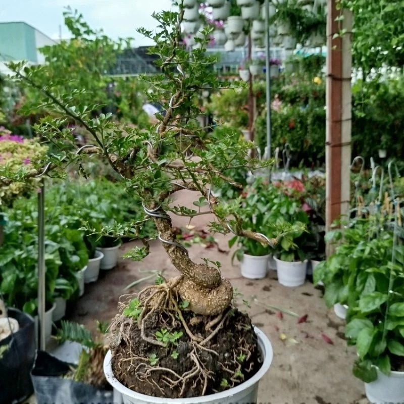 Cây Cần Thăng ( bonsai)