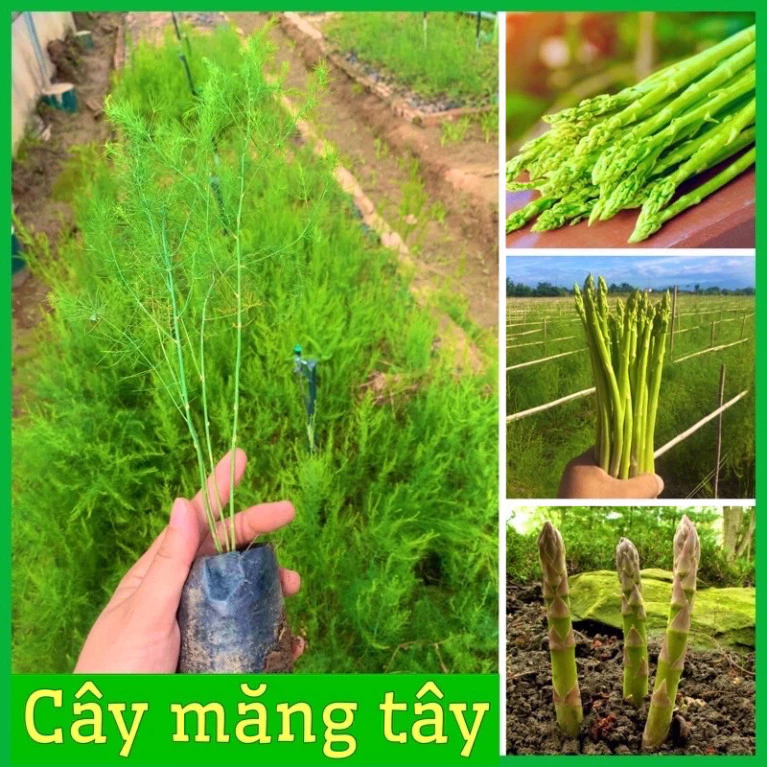 SALE Combo 10 cây măng tây Thái xanh