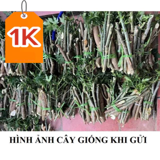 Cây giống rau Bina Chaya (Rau mì Chính) - Trồng sau đó 1 tháng là hái ăn được