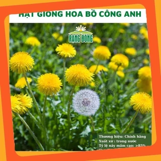 Hạt giống hoa bồ công anh đẹp -GÓI 50 HẠT VIETSEED