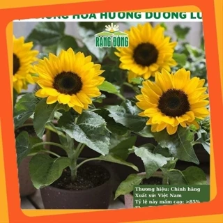 Hạt giống hoa hướng dương lùn - GÓI 30 HẠT VIETSEED