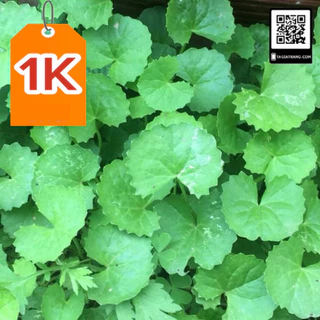 SALE Deal 1K - 20 Hạt giống rau má ta lá nhỏ - Tập làm vườn cùng Tạ Gia Trang