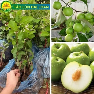 Cây Giống táo Đài loan F1, giống táo quả to, vỏ mỏng, quả ngọt và giòn không bị chua 17