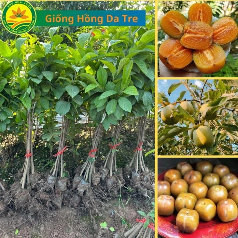 Cây Giống hồng Da Tre Thái Nguyên, cây giống mang giá trị kinh tế cao 16