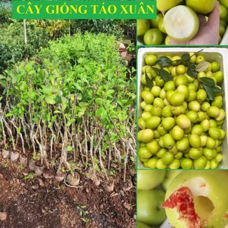 Cây giống Táo Xuân Bắc Giang, giống táo siêu ngọt phù hợp trồng ban công, trồng chậu 21