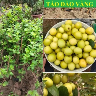 Cây giống Táo Đào vàng, giống cây kinh tế năng suất cao 13