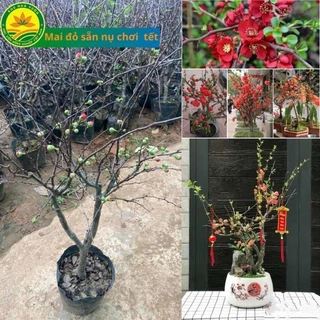 Cây giống mai ĐỎ giống trồng chơi tết âm lịch, trồng mai đỏ mang nhiều tai lộc may mắn cho gia chủ 23