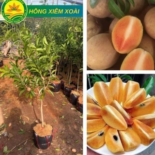 Cây giống Hồng Xiêm Xoài  Choai cao 1m-1,2m quả ngọt mát giống ghép chuẩn F1 siêu ngon 18