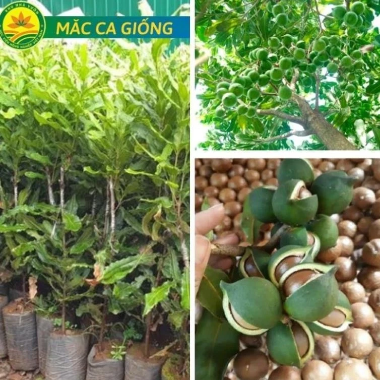 Cây giống Mắc Ca, loại cây cho hạt siêu ngon rất được ưa chuộng hiện nay siêu khỏe, ít sâu bệnh 18