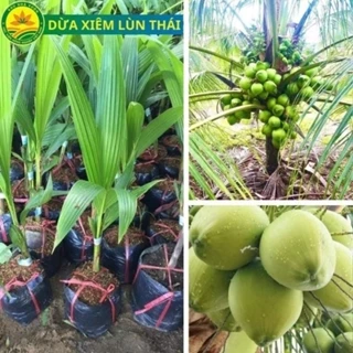 Cây giống dừa xiêm xanh lùn, cây giống năng suất cao, dễ trồng, nhanh cho thu hoạch 21