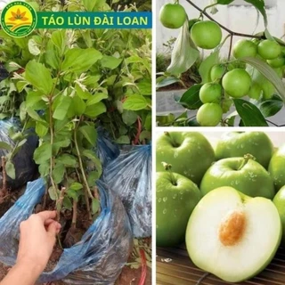 Cây Giống táo Đài loan F1, giống táo quả to, vỏ mỏng, quả ngọt và giòn không bị chua 13