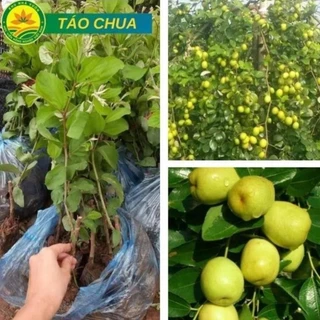 Cây giống Táo Gia Lộc siêu sai trái cho năng suất cao giống chuẩn F1 17