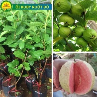 Cây giống ổi Ruby, Cây cao khoảng 30cm, cho quả sau 1 năm trồng 11