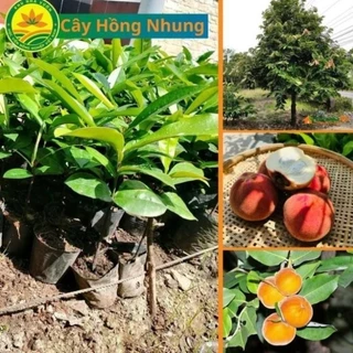 Cây Giống Hồng Nhung, Cây Hồng Nhung ăn quả, Giống cây ăn quả tốt, uy tín, chất lượng 21