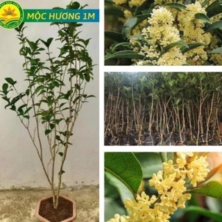 Cây giống Mộc Hương Choai 1M - Hoa tuôn như suối, hương thơm ngào ngạt 21