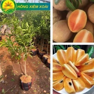 Cây giống Hồng Xiêm Xoài  Choai cao 1m-1,2m quả ngọt mát giống ghép chuẩn F1 siêu ngon 17